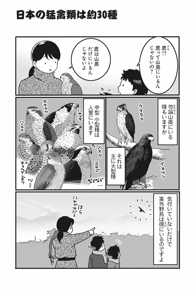 日本の猛禽類は約30種